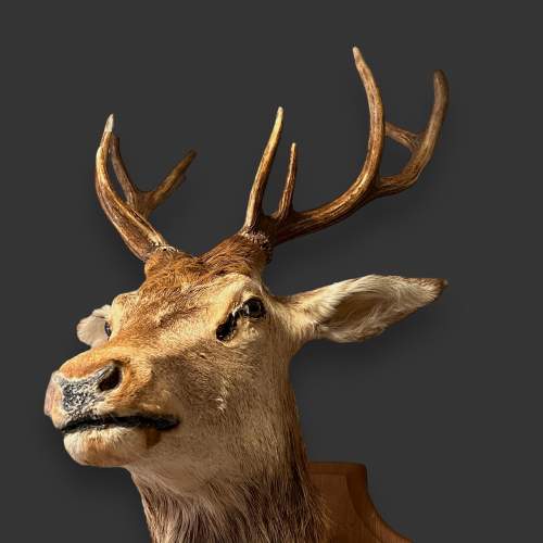 French Taxidermy Stags Head image-4