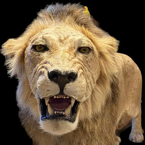 Taxidermy Large Male Lion image-1