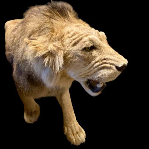 Taxidermy Large Male Lion image-3