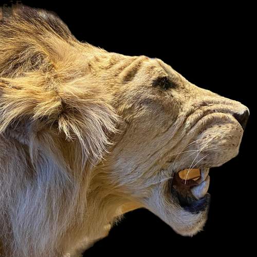 Taxidermy Large Male Lion image-4