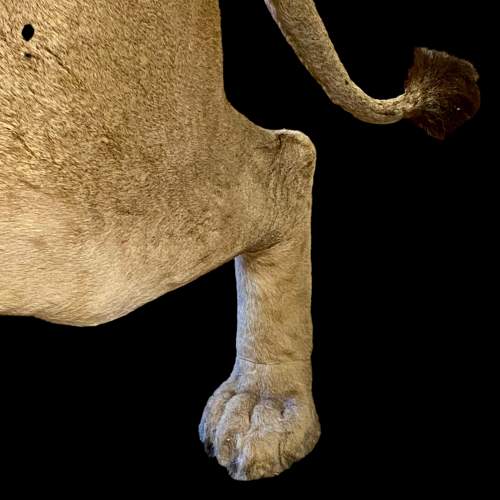 Taxidermy Large Male Lion image-5
