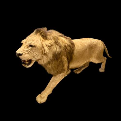 Taxidermy Large Male Lion image-6