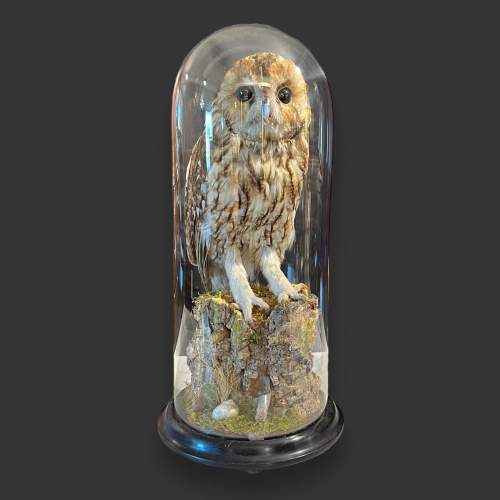 Early 20th Century Taxidermy Tawny Owl image-1