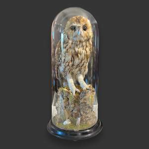 Early 20th Century Taxidermy Tawny Owl