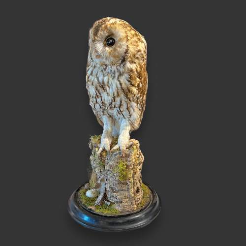 Early 20th Century Taxidermy Tawny Owl image-2