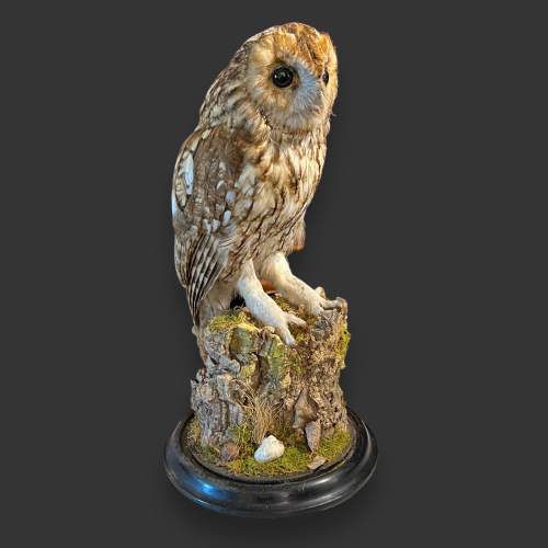 Early 20th Century Taxidermy Tawny Owl image-3