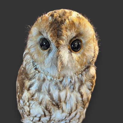 Early 20th Century Taxidermy Tawny Owl image-4