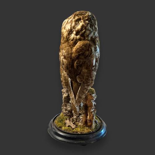 Early 20th Century Taxidermy Tawny Owl image-5