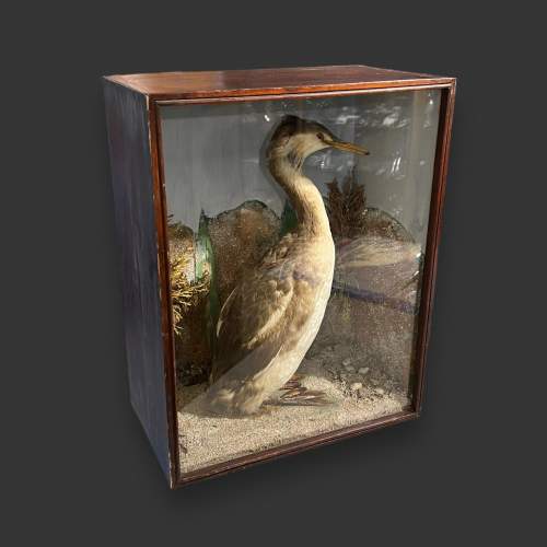 Early 20th Century Taxidermy Great Crested Grebe image-1