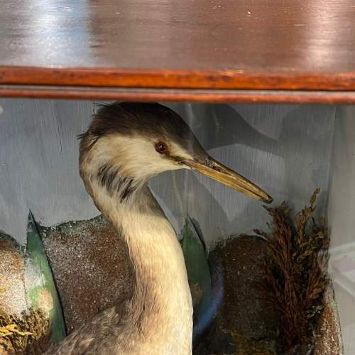 Early 20th Century Taxidermy Great Crested Grebe image-2