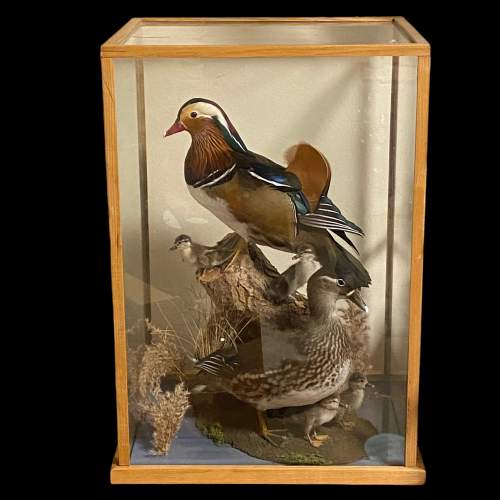 Cased Display of Taxidermy Ducks image-1