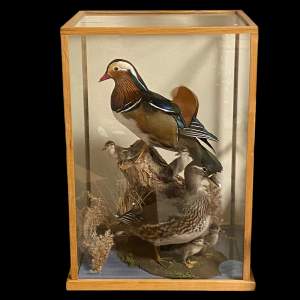Cased Display of Taxidermy Ducks