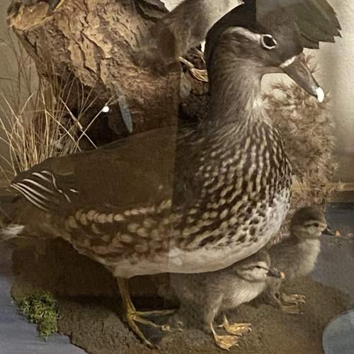 Cased Display of Taxidermy Ducks image-3