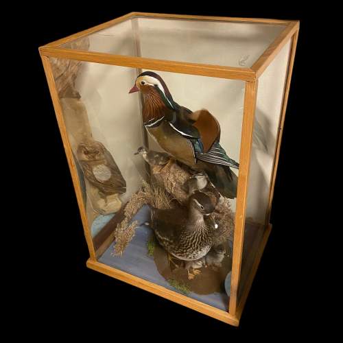 Cased Display of Taxidermy Ducks image-4