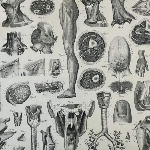 Antique Medical Anatomy Print - Respiratory image-2