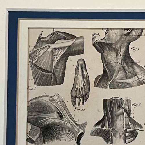 Antique Medical Anatomy Print - Respiratory image-3