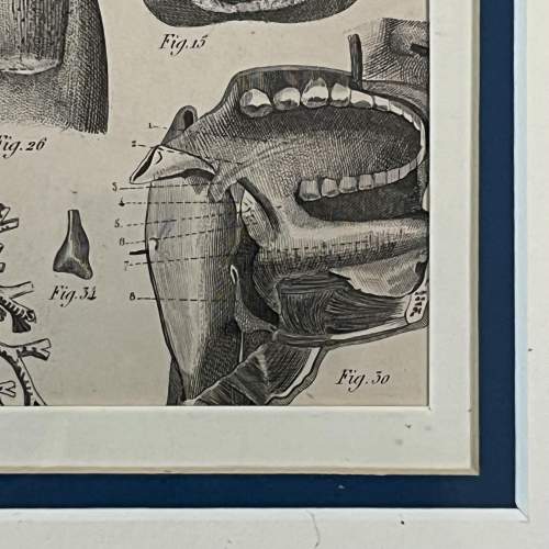 Antique Medical Anatomy Print - Respiratory image-4