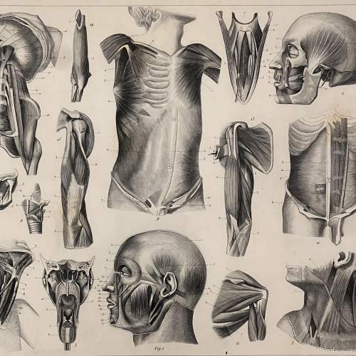 Antique Medical Anatomy Print - Muscles image-2
