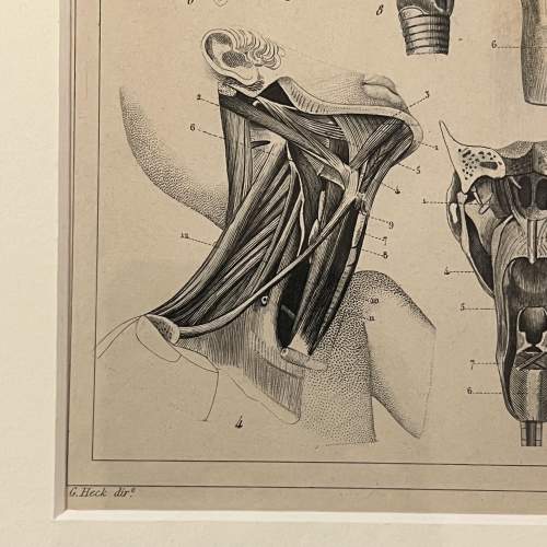 Antique Medical Anatomy Print - Muscles image-3