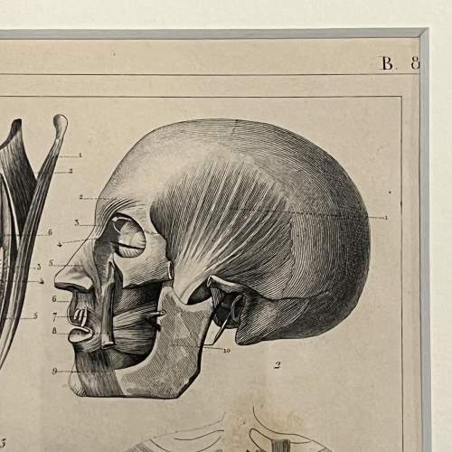 Antique Medical Anatomy Print - Muscles image-4