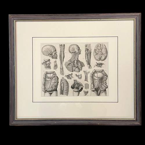Antique Medical Anatomy Print - Circulatory System image-1