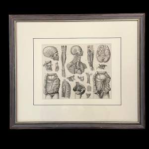 Antique Medical Anatomy Print - Circulatory System