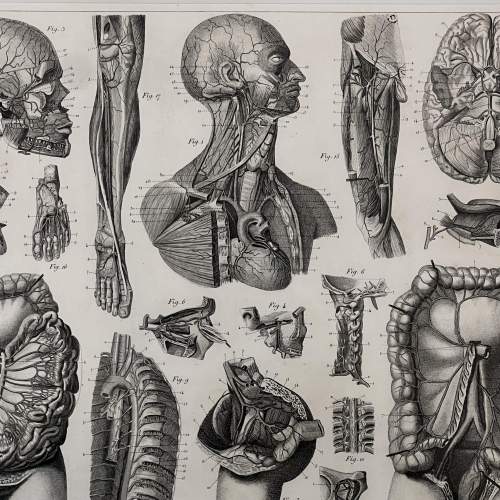 Antique Medical Anatomy Print - Circulatory System image-2