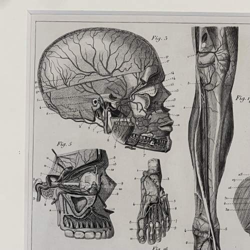 Antique Medical Anatomy Print - Circulatory System image-3