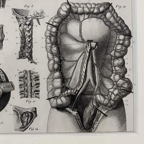 Antique Medical Anatomy Print - Circulatory System image-4
