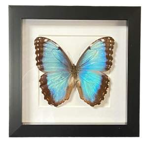 Framed Morpho Helenor Butterfly