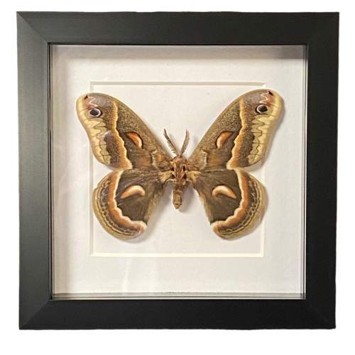 Framed Canadian Robin Moth image-1