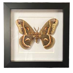 Framed Canadian Robin Moth