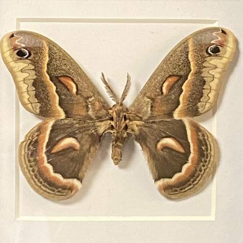 Framed Canadian Robin Moth image-2