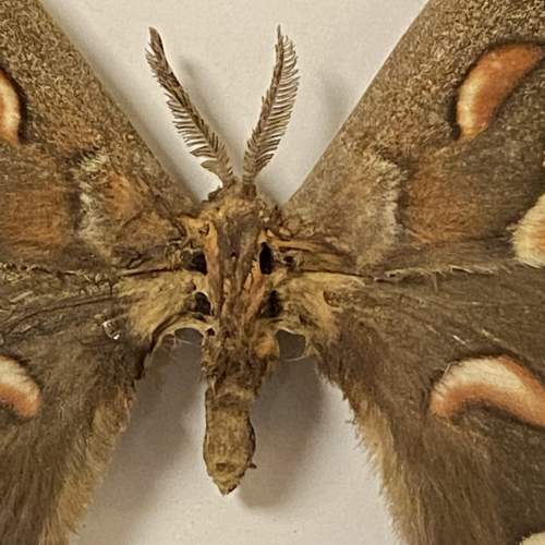 Framed Canadian Robin Moth image-3