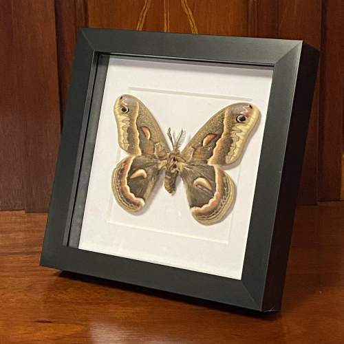 Framed Canadian Robin Moth image-4