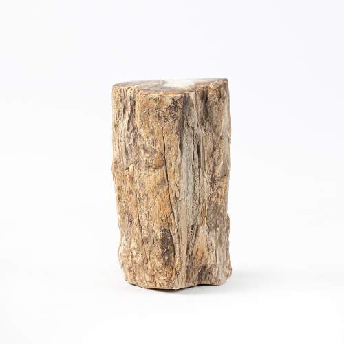A Petrified Wood Tree Branch image-1