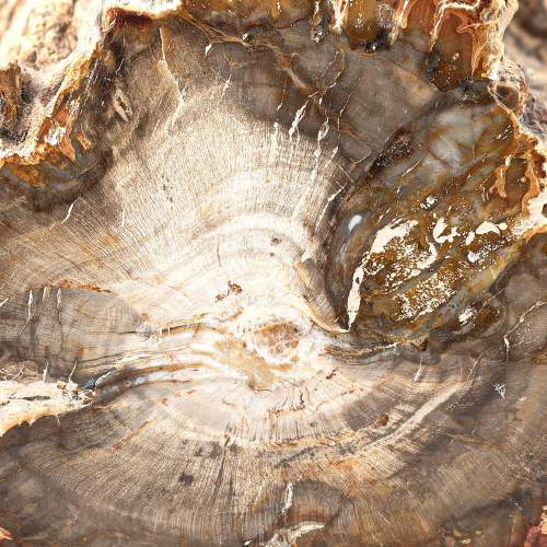 A Petrified Wood Tree Branch image-6
