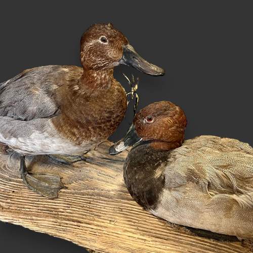 Pair of Taxidermy Ducks image-2