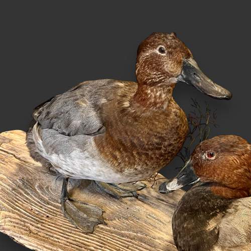 Pair of Taxidermy Ducks image-3