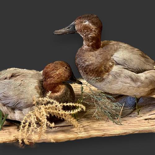 Pair of Taxidermy Ducks image-5