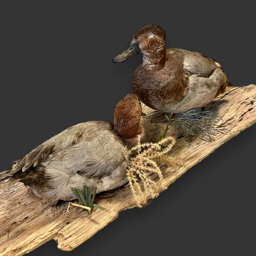 Pair of Taxidermy Ducks image-6