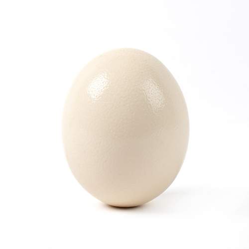 A Large Blown Ostrich Egg on Antique Sterling Silver Stand image-4