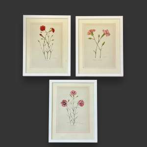 Set of Three Vintage Botanical Prints