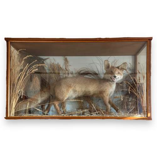 Taxidermy Fox in a Large Glass Case image-1