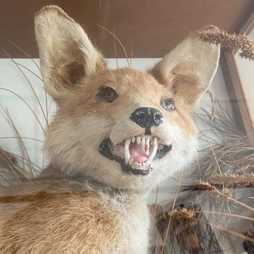 Taxidermy Fox in a Large Glass Case image-2