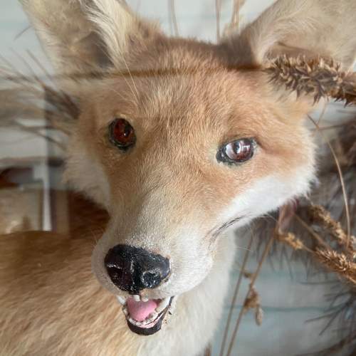Taxidermy Fox in a Large Glass Case image-3