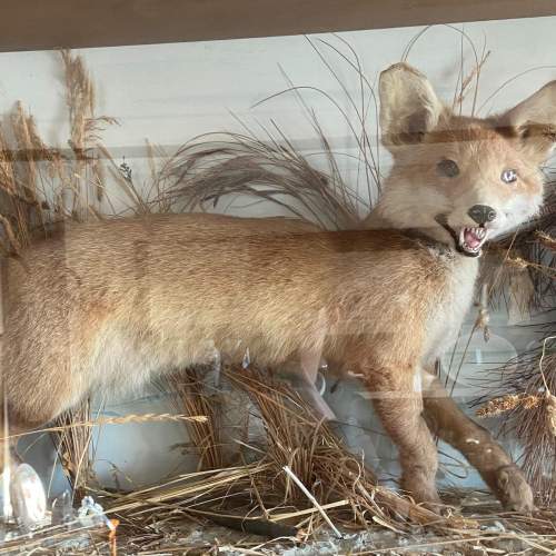 Taxidermy Fox in a Large Glass Case image-4