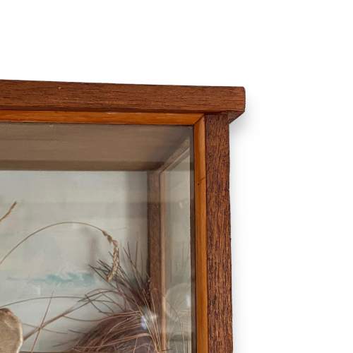 Taxidermy Fox in a Large Glass Case image-6