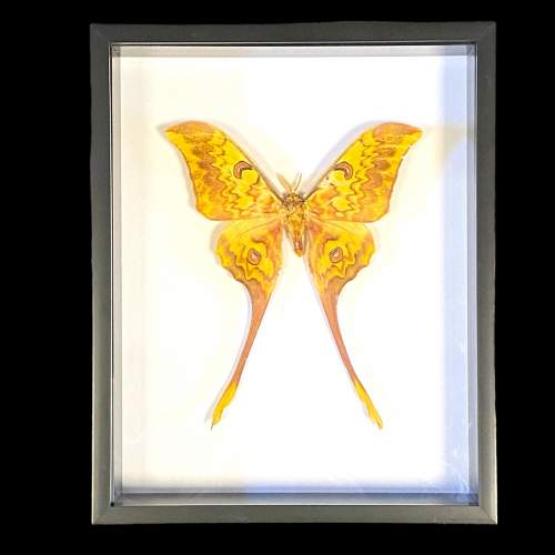 Framed Actias Groenendaeli Acutapex Moth image-1