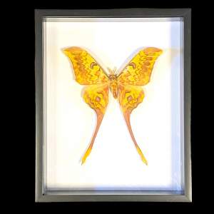 Framed Actias Groenendaeli Acutapex Moth